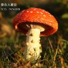 Simulation Garden Mushroom Ornament - Resin Fairy Garden Miniature Decor